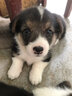 朗吉小野儷香凍干狗糧淚痕管理幼犬成犬犬糧小型犬泰迪比熊試吃裝200g 200g 曬單實(shí)拍圖