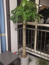 綠韻花田【兩小時(shí)達(dá)】發(fā)財(cái)樹虎尾蘭大綠蘿大型綠植盆栽公司門口開業(yè)喬遷 單桿發(fā)財(cái)樹 曬單實(shí)拍圖