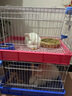 貴卡英系安哥拉兔巨型兔寵物兔包活體長(cháng)毛兔子活物大型長(cháng)毛禮物送親友 英系隨機安哥拉1只 曬單實(shí)拍圖