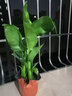 天堂鳥(niǎo)盆栽 室內植物 大型客廳落地喜陰新奇觀(guān)葉綠植 20-30兩棵 曬單實(shí)拍圖