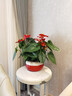 綠韻花田【兩小時(shí)達(dá)】紅掌白掌陽(yáng)臺(tái)室內(nèi)開花年宵花帶花苞綠植盆栽喬遷送禮 紅掌D款(約20-30cm，瓷盆隨機(jī)) 曬單實(shí)拍圖