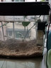 森森（SUNSUN）魚缸內置過濾器CHJ三合一增氧過濾循環(huán)泵水族箱過濾器材抽水泵 CHJ-502 7瓦 曬單實拍圖