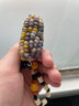 山迪文玩玉米可以盤(pán)的玉米手把件彩色小寶石玉米盲盒三盤(pán)盤(pán)玩迷你毛料 玉米手把件-蜜蠟圓珠款 曬單實(shí)拍圖