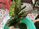 家中有果金邊吊蘭青葉盆栽吊蘭 室內(nèi)苗木室內(nèi)盆栽花卉 植物花卉盆栽 如意皇后 一整盆 不含盆 曬單實(shí)拍圖