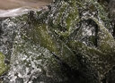 山東榮成 鹽漬海帶頭厚海帶 新鮮海帶 昆布半干貨 5kg 曬單實拍圖