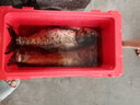 櫻島手竿鰱鳙釣組魚(yú)鉤浮釣大胖頭專(zhuān)用綁好彈簧鉤爆炸花白鰱魚(yú)鉤 小彈簧 13號(hào) 曬單實(shí)拍圖