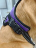 MOEPIE【贈5米狗繩】大狗胸背帶拉布拉多羅威納大型犬狗狗背帶2025 紫色+5米狗繩+發(fā)光吊墜 XL碼胸圍68-93cm 曬單實(shí)拍圖