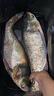 BAISHA FISH BS白鯊鰱鳙二代方塊餌料酸臭味草莓味霧化好拋竿海竿主攻花白鰱魚餌 二代酸臭鰱鳙方塊【快霧化】 【3包裝】 曬單實拍圖