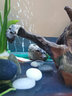懸浮石魚(yú)缸石頭造景裝飾水族草缸水景真水草莫斯天然浮石魚(yú)缸擺件 套餐B-1大2小(粘好莫斯) 曬單實(shí)拍圖