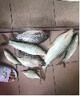 AFW綁好的魚線尼龍斑點(diǎn)魚線主線組套裝超強(qiáng)拉力隱形漁線套裝隱形魚線 5.4米6卷裝（子線夾款） 1.5號(hào) 曬單實(shí)拍圖