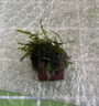 FKSC魚缸躲避屋造景套餐莫斯水草魚蝦躲避罐擺件裝飾懶人快速成景 【莫斯】三通+小屋 曬單實拍圖