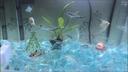 勝畫(huà)魚(yú)缸造景擺件冰藍琉璃水晶石水族箱斗魚(yú)缸創(chuàng  )意裝飾魚(yú)缸造景石 【冰藍】約7-10顆左右（10-15cm魚(yú)缸） 曬單實(shí)拍圖