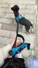 DOGSTORY狗狗跑步繩狗狗牽引繩遛狗神器解放雙手遛狗狗繩多功能狗鏈牽引帶 升級款寶藍色 2.5x160cm(160-260cm可伸縮) 曬單實拍圖