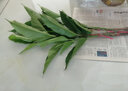 白蘭花盆栽 嫁接黃角蘭黃桷蘭白玉蘭黃玉蘭花苗樹苗庭院苗 白蘭4年苗70cm高當年開花 不含盆 曬單實拍圖