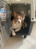 PETMODE加厚寵物航空箱狗狗外出托運箱子車(chē)載狗籠便攜貓咪國航南航深航箱 4號：81×56×59cm金屬窗+輪子 米白+灰藍色 曬單實(shí)拍圖