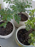 御春閣大葉玉樹(shù)盆栽陽(yáng)臺室內綠植辦公室花卉多肉植物燕子掌金枝玉葉盆栽 黃金花月10厘米(帶土球) 曬單實(shí)拍圖
