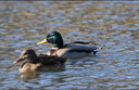 佳能/Canon EF 100mm微距 100-400長(zhǎng)焦二手鏡頭 佳能100-F2.8USM老百微 95新 曬單實(shí)拍圖