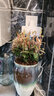 花葉絡(luò)石花苗盆栽彩葉絡(luò)石吊蘭四季垂吊耐熱耐寒植物庭院綠植花卉 花葉絡(luò)石顏色好 不含盆 曬單實拍圖