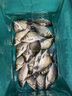 藍客西部風(fēng)魚(yú)餌牛b鯽鯉紅鯽粉小藥水劑泡米黑坑野釣魚(yú)餌料添加劑窩料 牛B鯉升級版10克*10袋 曬單實(shí)拍圖