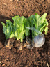 青皮萵筍苗紅皮萵筍萵苣秧苗紅葉萵筍秋冬季蔬菜菜苗批發(fā)耐寒耐熱 青皮萵筍苗 20棵 曬單實(shí)拍圖