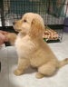 冠聰純種金毛犬活體幼犬大頭金毛狗護衛黃金巡回獵犬金毛大骨架大型犬 寵物級 母 曬單實(shí)拍圖