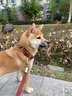 KAMPET狗狗項圈刻字大型犬中型小型犬大狗小狗圈狗脖套牽引繩狗繩真牛皮 紅色項圈+1.5cm*1.6米牽引繩 S 曬單實拍圖