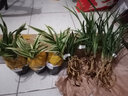 玫絢蘭花 春蘭 綠云梅 矮種 濃香 盆栽 室內(nèi) 陽臺 花卉辦公室綠植多肉 5苗連體 裸根發(fā)貨 帶土1包 裸根發(fā)貨 曬單實拍圖