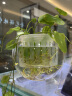 透明花盆创意水培植物玻璃花瓶透明水养绿萝花盆容器插花瓶圆球形 15圆球 大 实拍图