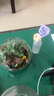 農民老史 桌面植物 微景觀(guān) 創(chuàng  )意植物 迷你盆栽 DIY植物 苔蘚生態(tài)瓶 杯中景 曬單實(shí)拍圖