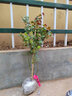 清韻伊人 月季花苗爬藤薔薇月季花樹(shù)陽(yáng)臺盆栽花卉庭院爬墻植物四季開(kāi)花 蒂娜 中苗90-100厘米高 曬單實(shí)拍圖