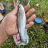 沃鼎王者神劍炮臺支架魚竿地插支架碳素釣魚架桿 2.7m大物鋁鎂款+地插 曬單實(shí)拍圖