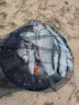 德國dmpt非進(jìn)口誘食劑正品釣魚(yú)小藥魚(yú)餌信息素強效誘魚(yú)添加劑噴劑 DMPT開(kāi)口劑1瓶-釣魚(yú)神器黑科技 神經(jīng)誘導素黑坑野釣 曬單實(shí)拍圖