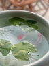 采緹（CAITI）水碗蓮一葉蓮 帶花苞睡蓮荷花大號(hào)小葉迷你水生家用睡蓮?fù)肷徎?小葉10片7-10cm 不含盆 曬單實(shí)拍圖