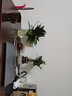 錦楓水培花卉盆栽 辦公室水培綠植花卉盆栽玻璃花盆 財源滾滾【2盆】 含盆栽好+營(yíng)養液一只 曬單實(shí)拍圖