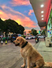 出眾者狗項(xiàng)圈大型犬狗狗牽引繩中型犬狗脖圈德牧拉布拉多金毛寵物項(xiàng)圈 項(xiàng)圈+牽引繩/黑色 XL碼/85-120斤內(nèi) 曬單實(shí)拍圖