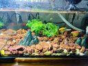 瘋狂水草火山石底砂魚(yú)缸造景石裝飾烏龜缸底砂溪流石古法養魚(yú)用石頭水草泥精選精洗紅火山石（5-8mm）1KG【多孔培菌】 曬單實(shí)拍圖
