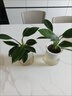 景郁春 JIRYUCUR金鉆盆栽綠公主植物辦公室桌面觀(guān)葉綠植金鉆+自吸盆源頭直發(fā) 曬單實(shí)拍圖