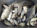 丸九天下無(wú)雙鯉魚(yú)旗日本進(jìn)口原裝荒食四大金剛黑坑野釣水庫釣魚(yú)垂釣餌 荒食800克【支持驗貨】 曬單實(shí)拍圖