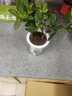 歐芽梔子花盆栽花卉植物室內濃香辦公室水培綠植 梔子花(早安自動(dòng)吸水盆) 含盆 曬單實(shí)拍圖