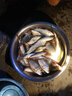 南北 魚(yú)餌紅荒鯽大荒鯽餌料野釣鯽魚(yú)餌黑坑草魚(yú)鯉魚(yú)配方釣餌魚(yú)食 紅荒鯽（腥香）300g/1包 曬單實(shí)拍圖