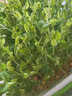 壽禾 家居無(wú)土栽培芽苗菜種子陽(yáng)臺批發(fā)育苗套裝水培紙上家庭種植蔬菜 豌豆苗芽苗菜套餐(含1斤種子) 曬單實(shí)拍圖