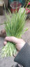一播大地 小麦种子麦苗榨汁芽苗菜种子无土水培栽培纸上种菜阳台 榨汁大麦籽250克 实拍图