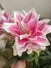 播種心情荷蘭進(jìn)口重瓣香水百合花種球帶芽LA OT LO鐵炮陽(yáng)臺盆栽庭院地栽根 黃眼線(xiàn)1球 其他 曬單實(shí)拍圖