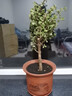 家中有果桌面花卉綠植盆栽 造型盆景 金枝玉葉  多肉植物盆景 橘黃色盆 +金枝玉葉樹(shù)型 不含盆 曬單實(shí)拍圖