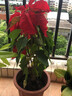 傾顏 帶花花卉盆栽四季開(kāi)花大紅色年宵花圣誕花室內花卉綠植 一品紅(約30-40cm高) 帶簡(jiǎn)易原盆原土發(fā)貨 曬單實(shí)拍圖
