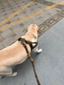 出眾者狗背帶狗狗牽引繩胸背帶狗繩小中型犬夏季狗鏈柯基柴犬邊牧遛狗繩 狼棕色（牽引繩+胸背帶） L（建議（75-110斤內(nèi)） 曬單實(shí)拍圖