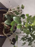 老樁茉莉花苗白茉莉庭院陽(yáng)臺(tái)盆栽地栽濃香花卉 10年老樁白茉莉 不含盆 曬單實(shí)拍圖