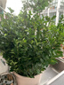 百芳緣大葉黃楊冬青苗日本北海道黃楊苗石楠庭陽(yáng)臺綠化行道樹(shù)綠籬籬笆苗 冬青50-60厘米高50棵 曬單實(shí)拍圖