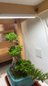 BARRINA佰利納 植物補(bǔ)光燈全光譜熱植、多肉、蘭花補(bǔ)光植物生長(zhǎng)燈 1條裝 曬單實(shí)拍圖