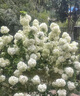 中華木繡球樹(shù)苗大花斗球白麻球苗庭院別墅耐寒盆栽風(fēng)景樹(shù)繡球花 一物一拍聯(lián)系客服 不含盆 曬單實(shí)拍圖